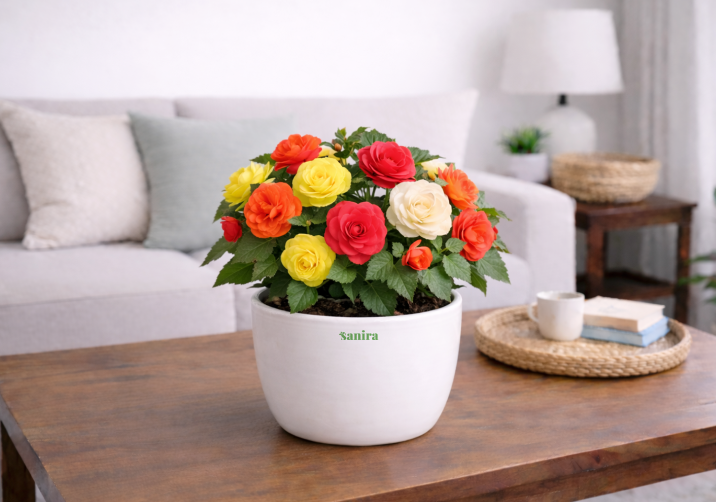 Begonia Nonstop Mix Plant